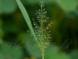 Image result for Arundinella