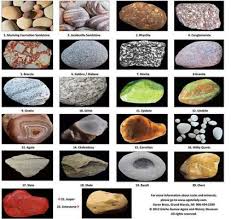 Shark Tooth Identification Chart Rocks Minerals Rock