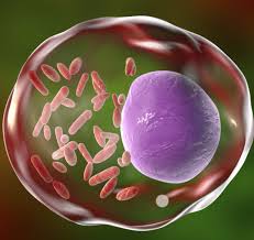 Image result for Rickettsiae