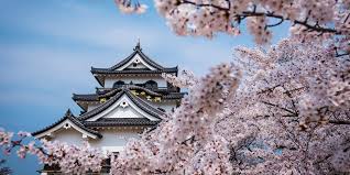 There are around 3000 cherry blossom trees on the castle grounds. When Do Cherry Blossoms Bloom In Japan Marriott Traveler