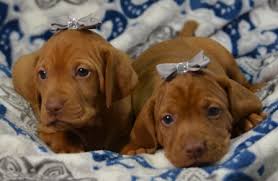 We're so thankful to be part of your vizsla tribe, you've bred a great dog! Vizsla Dog Info Lifespan Size Temperament Puppies Pictures
