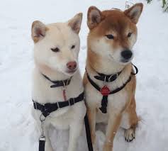 Black And Tan Shiba Inu For Sale Uk Pin By Emily Sproule On Makes Me Smile Shiba Inu Wolf Dog Shiba Inu Puppy