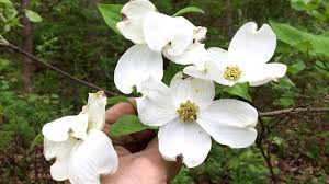 Cornus florida (commonly referred to simply as flowering dogwood tree) is indigenous to the united states. Flowering Dogwood Identification Video Cornus Florida Youtube