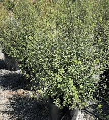 Image result for Pittosporum tenuifolium