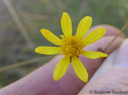 Image result for Cineraria mazoensis