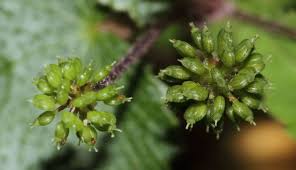 Image result for Hydrocotyle mannii
