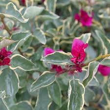 Image result for Bougainvillea