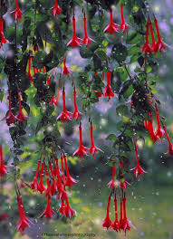 Twlight Mist Unusual Flowers Beautiful Flowers Little Flowers