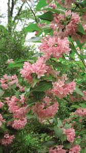 We did not find results for: Pin By Kelly Fraser On Garden Plants In 2021 Florida Flowers Shade Plants Florida Native Plants