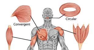 In the muscular system, muscle tissue is categorized into three distinct types: Shapes Of Skeletal Muscle Teachpe Com