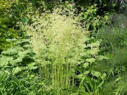 Хотите купить саженцы щучки(луговика) дернистой голдшлеер (deschampsia cespitosa goldschleier)?зайдите на. Garten Schmiele Shop Staudengarten Bornhoved