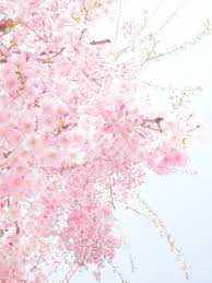 Keoppii Sakura Flower Blossom Cherry Blossom