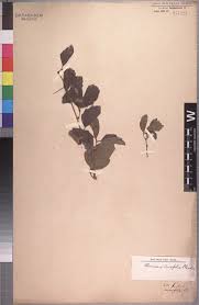 Image result for Rhoicissus tridentata