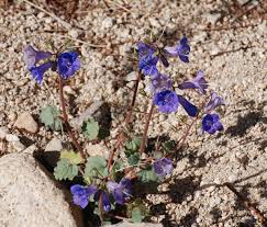 In his original appearance, joshua wears a long pale blue shirt and trousers, a. Datei Joshua Tree National Park Flowers Phacelia Campanularia 6 Jpg Wikipedia