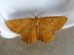 The wings are folded along the body at rest which gives the impression of a withered autumn leaf. Orange Moth Angerona Prunaria Norfolk Moths The Macro And Micro Moths Of Norfolk