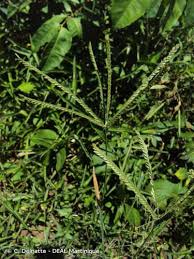 Image result for Daknopholis