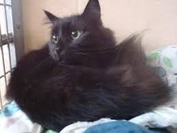 Adopt Maximus On Petfinder Animal Welfare Society Cats Medium Hair Styles