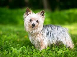 Alle informationen zu dieser hunderasse. Yorkshire Terrier Charakter Haltung Pflege Zooplus