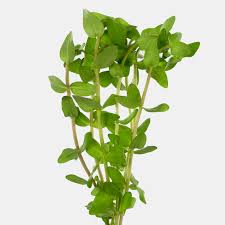 Image result for foto bacopa