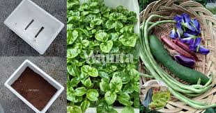 Campuran telur & yakult, cara organik hasilkan hormon penggalak pokok berbuah lebat! Cara Betul Guna Baja Air Ajinamoto Siram Dekat Tanah Bukan Pokok Sekali Seminggu Mingguan Wanita