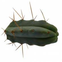 You're lost and thirsty in a desert. Buy Mescaline Cactus Avalon Magic Plants
