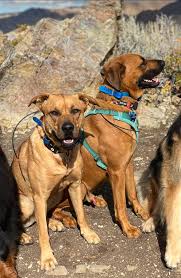 I've lost my own two dogs up at Neffs. When I rescued them as puppies I  didn't know they were hunting dogs. I've worked with them so much but when  they catch