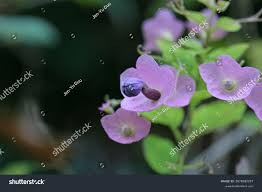 Image result for Karomia tettensis