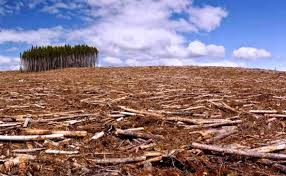 Image result for imagenes deforestacion