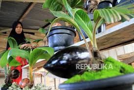 Simpel saja, kita hanya memerlukan bibit cabe dan media tanam, yang terdiri dari campuran tanah dan pupuk kandang dengan perbandingan 3:1. Bercocok Tanam Jadi Hobi Baru Ibu Rumah Tangga Di Padang Republika Online