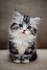 Cute Names For Stuffed Animals List Up Cute Nocturnal Animals With Big Eyes Cute Animals Mod While Funny Timed Cat Ph Kitten Pictures Beautiful Cats Baby Cats