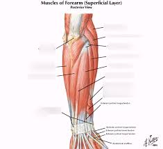 When identifying the function of the forearm muscles, it is important to note that any forearm compartment muscle that crosses the elbow joint will act at this joint. 1 5 Posterior Forearm Muscles Superficial Layer Diagram Quizlet