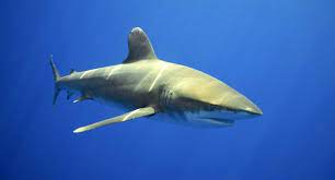 Yes, sand sharks gulp air at the surface which they release to achieve greater depth. Is A Shark Halal In Islam Quora