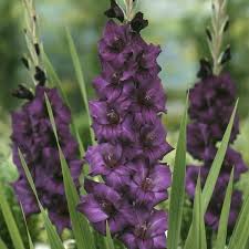 Image result for Gladiolus pretoriensis