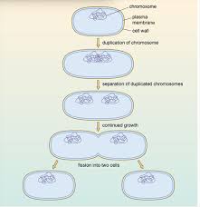 Understanding Antibiotic Resistance 1 3 Transmission Of Mutations By Vertical Gene Transfer Openlearn Open University Uar 1