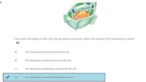 Check spelling or type a new query. Plants Have Chloroplasts In Their Cells That Give Them A Green Color What Is The Function Of The Brainly Com
