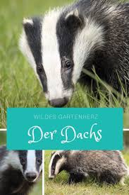 Der Dachs Pflanzen Blumenbeet Anlegen Giersch Bekampfen