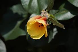 Image result for Hibiscus tiliaceus