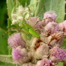 Image result for Pluchea