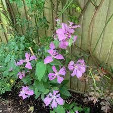 Clematis the president € 8,95 € 9,75. Clematis Margaret Hunt Clematis Margaret Hunt In Gardentags Plant Encyclopedia
