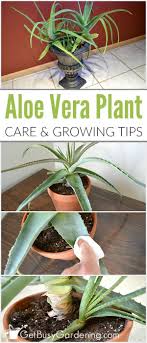 Most aloe growers only fertilize once or twice a year. Aloe Vera Plant Care How To Grow Care For Your Aloe Plants Plants Aloe Plant Indoor Succulent Planter