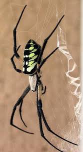 Black And Yellow Striped Spider Australia Black And Yellow Argiope Awesome Website Spiderzrule Com Spider Hobo Spider Arachnids Spiders
