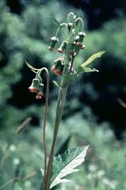 Image result for Calopogonium mucunoides