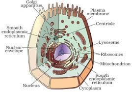 Major differences are listed below categorized as per factors 9. Notes Of Ch 5 The Fundamental Unit Of Life Class 9th Science
