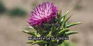 Mubarek Deve Dikeni Silybum Marianum Bitki Saglik Deve