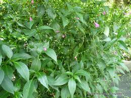 Image result for Strobilanthes hamiltoniana