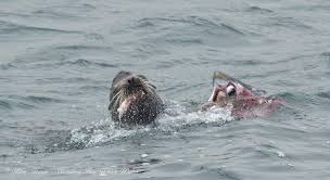 St.james sharks23 vs loris lions20. California Sea Lion Tears Apart Thresher Shark Album On Imgur