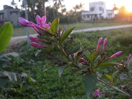 Image result for Eranthemum laxiflorum