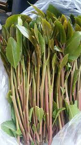 Maybe you would like to learn more about one of these? Ø§Ù„Ù‚Ø§Øª Ø·Ø¹Ù…Ù‡ Ø¹Ø³Ù„ Ø§Ø±Ø­Ø¨ÙŠ H G Asparagus Vegetables Food
