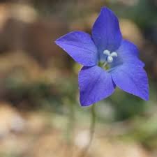 Image result for Wahlenbergia perrottetii