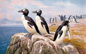 Once you have it, there is no getting rid of it! 10 Facts About The Great Auk Great Auk Extinct Animals Animals